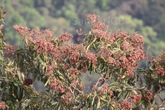 Terminalia paniculata